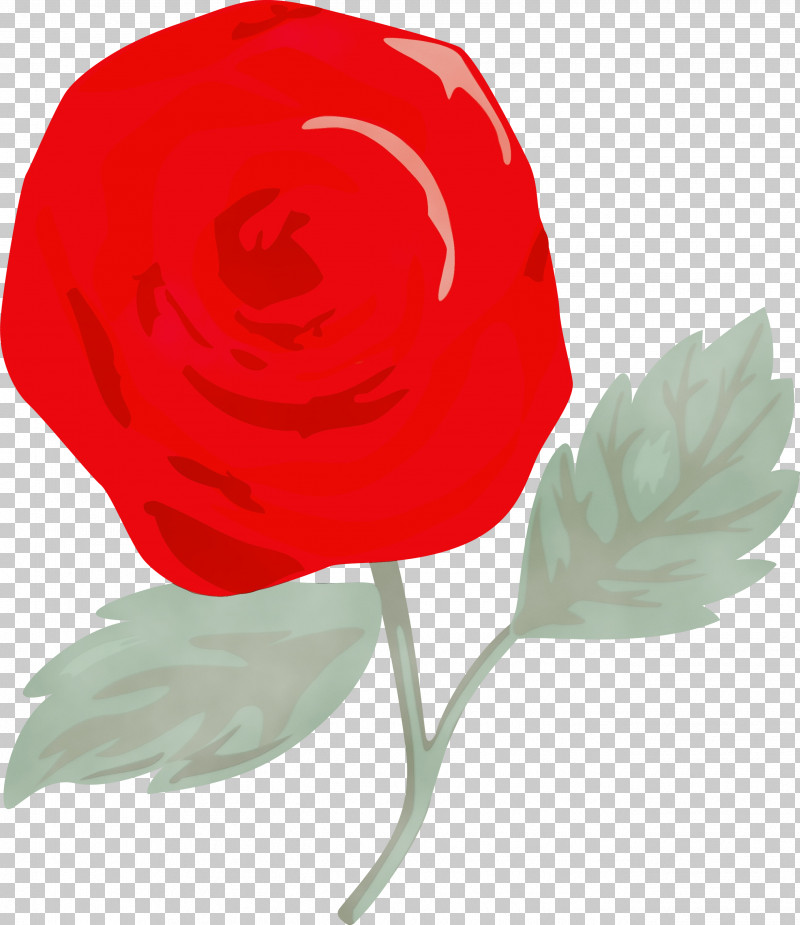 Rose PNG, Clipart, Coquelicot, Flower, Paint, Petal, Pink Rose Free PNG Download