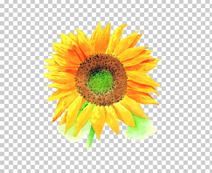Common Sunflower U4e2du56fdu6c34u5f69u753b Watercolor Painting PNG, Clipart, Cartoon, Daisy Family, Flower, Flowers, Ink Free PNG Download