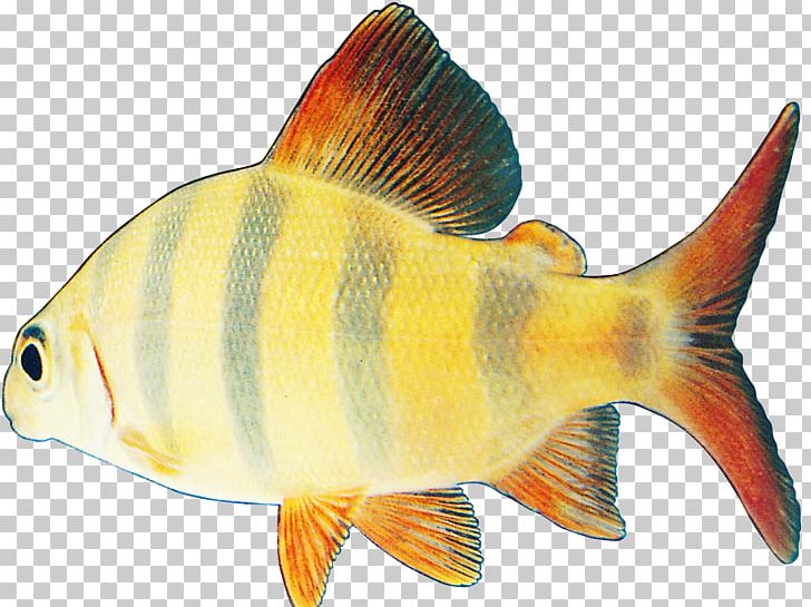 Fish PNG, Clipart, Animated Film, Bony Fish, Color, Coral Reef Fish, Download Free PNG Download