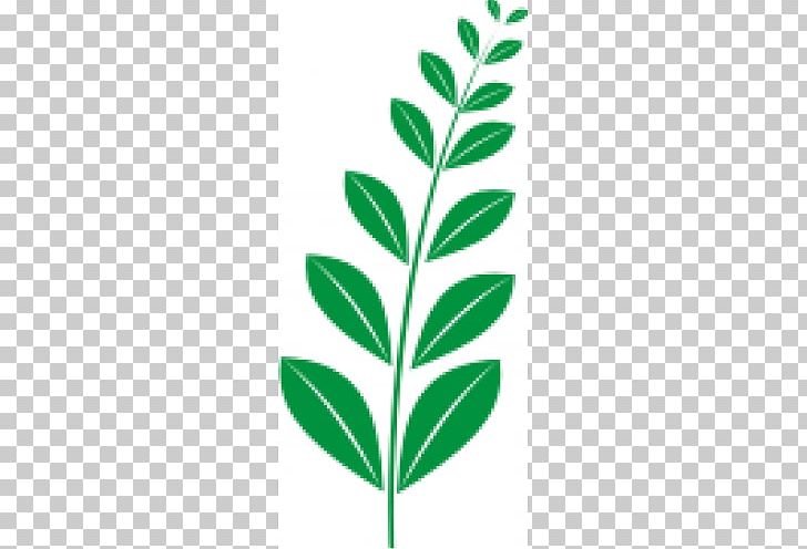 Leaf Plant Stem PNG, Clipart, Branch, Folhagem, Grass, Leaf, Organism Free PNG Download