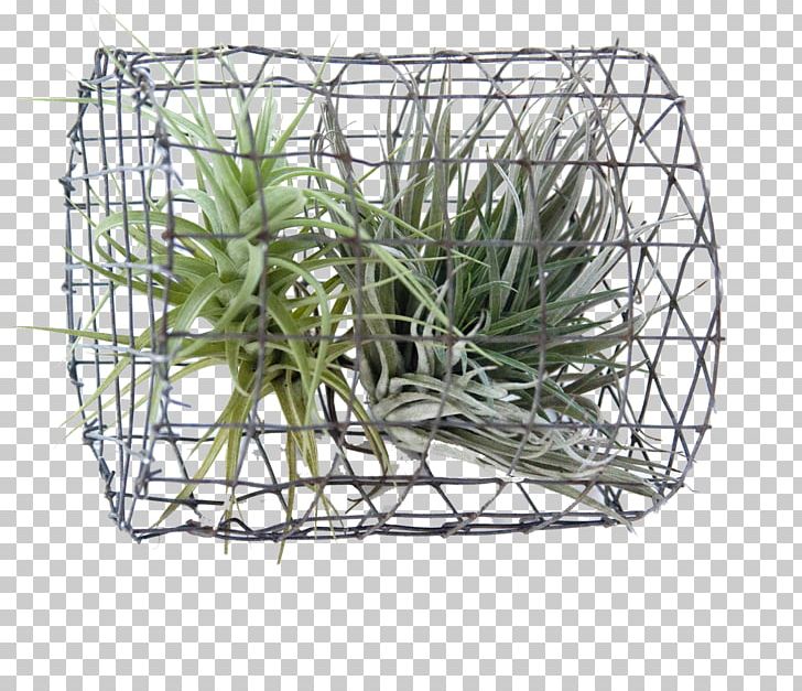 Plant Principle Sustainability Basket Tillandsia PNG, Clipart, Basket, Comb Of The Wind, Food Drinks, Grass, Plant Free PNG Download