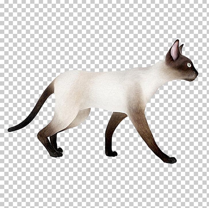 Siamese Cat Whiskers Domestic Short-haired Cat 3D Modeling 3D Computer Graphics PNG, Clipart, 3d Computer Graphics, 3d Modeling, Animals, Autodesk 3ds Max, Background White Free PNG Download