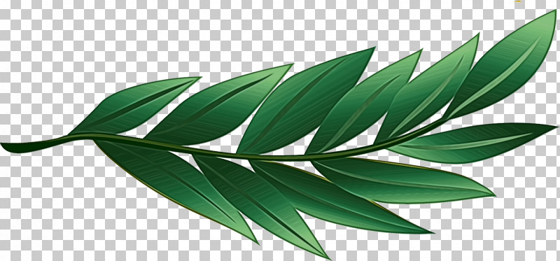 Victory Day PNG, Clipart, Biology, Leaf, May 9, Paint, Plants Free PNG Download
