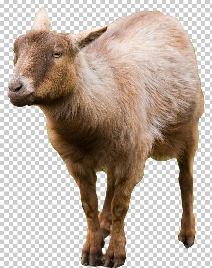 Goat Cattle Mammal PNG, Clipart, Animal, Animals, At Sign, Cattle, Cattle Like Mammal Free PNG Download