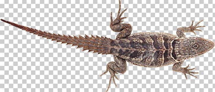 Lizard Papua New Guinea PNG, Clipart, Agama, Agama Agama, Agamidae, Amphibian, Animals Free PNG Download