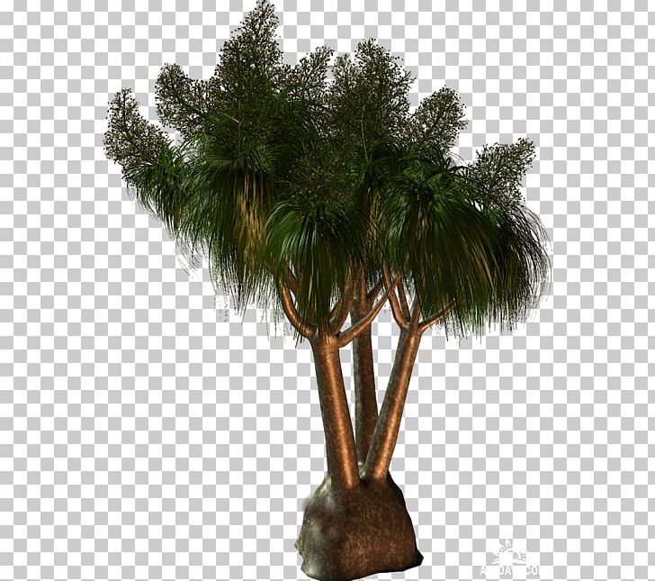 Asian Palmyra Palm Arecaceae Tree PNG, Clipart, Arecaceae, Arecales, Asian Palmyra Palm, Borassus, Borassus Flabellifer Free PNG Download