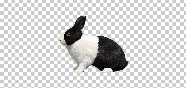 Domestic Rabbit Dutch Rabbit Polish Rabbit Havana Rabbit Hare PNG, Clipart, Animals, Breed, Domestic Rabbit, Dutch Rabbit, Dwarf Rabbit Free PNG Download