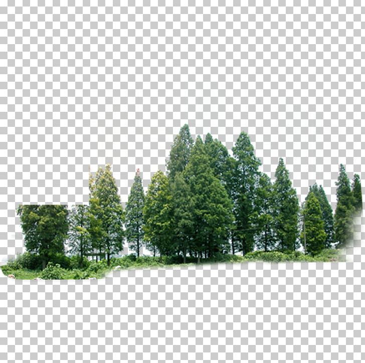 green forest trees clip art