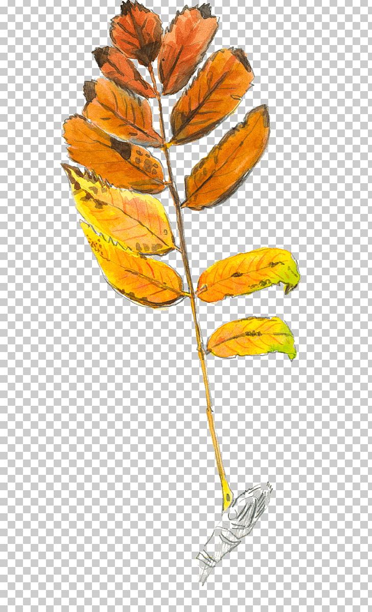 Leaf Rowan Plant Stem Tree Loir PNG, Clipart, Leaf, Loir, Mountainash, Nonpenetrative Sex, Orange Free PNG Download