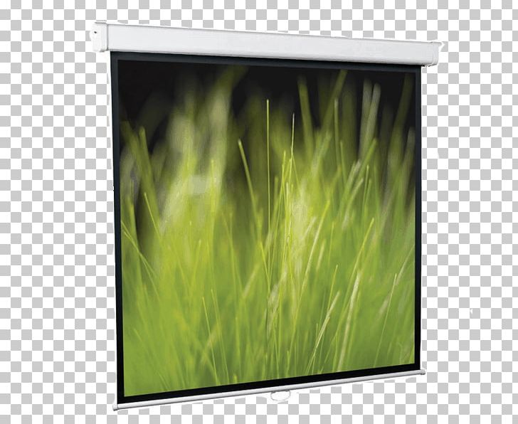 Projection Screens Display Device Computer Monitors Price Multimedia Projectors PNG, Clipart, Artikel, Computer Monitor, Computer Monitors, Display Device, Grass Free PNG Download