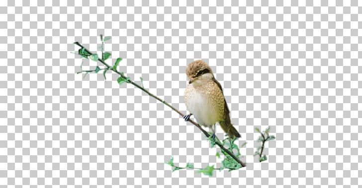Bird PNG, Clipart, Animals, Beak, Bird, Bird Flight, Branch Free PNG Download