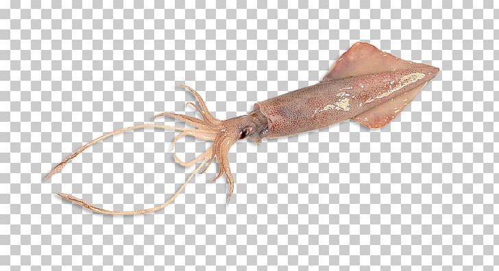 Humboldt Squid Giant Squid Yellowfin Tuna Octopus PNG, Clipart, Albacore, American Butterfish, Animal Source Foods, Atlantic Bluefin Tuna, Cephalopod Free PNG Download