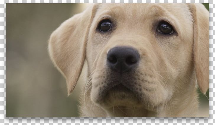Labrador Retriever Golden Retriever Puppy Dog Breed Companion Dog PNG, Clipart, Animals, Branch Manager, Breed Group Dog, Carnivoran, Companion Dog Free PNG Download