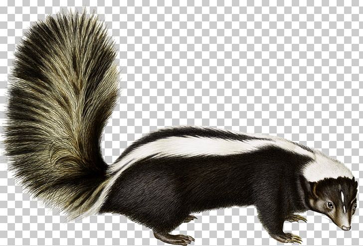 Rodent Animal Fauna Fur Wildlife PNG, Clipart, Animal, Animals, Fauna, Fur, Mammal Free PNG Download