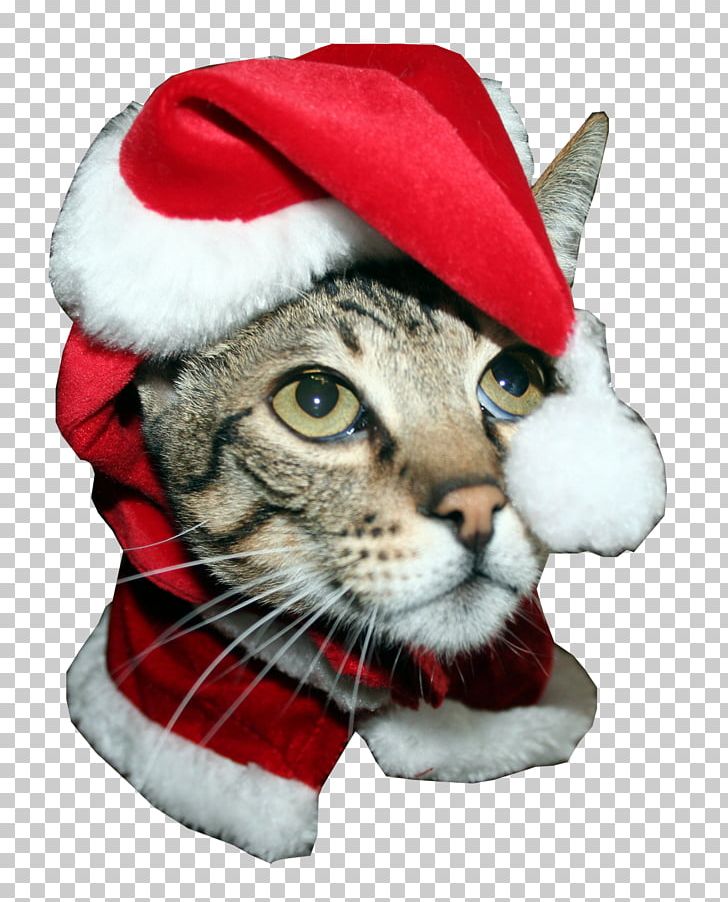 Santa Claus Whiskers Kitten Savannah Cat Greeting & Note Cards PNG, Clipart, Cafepress, Cat, Cat Like Mammal, Christmas, Christmas Ornament Free PNG Download