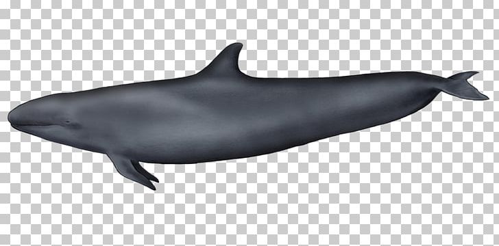 Tucuxi Common Bottlenose Dolphin Wholphin Rough-toothed Dolphin White-beaked Dolphin PNG, Clipart, Beak, Bottlenose Dolphin, Cetacea, Dolphin, False Killer Whale Free PNG Download