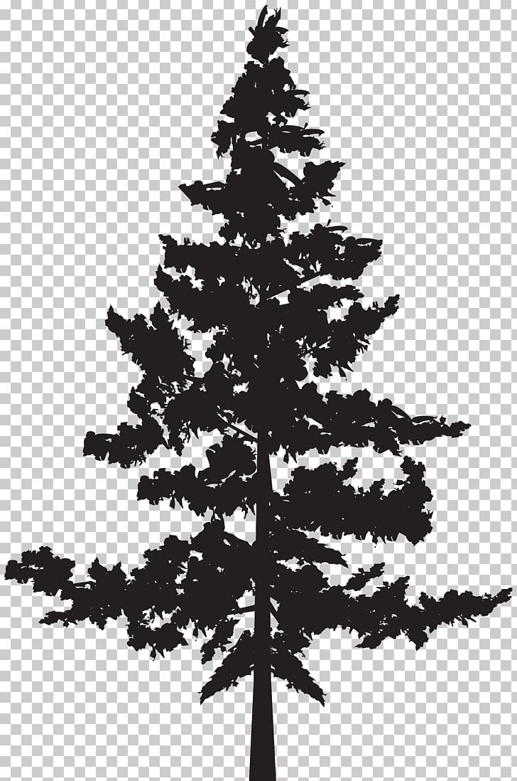 Western Red-cedar Tree Evergreen Blue Spruce PNG, Clipart, Black And White, Branch, Cedar, Christmas Decoration, Christmas Ornament Free PNG Download
