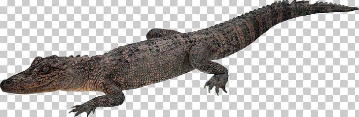 Crocodile Chinese Alligator PNG, Clipart, Animal, Animal Figure, Animals, Computer Icons, Crocodile Clip Free PNG Download
