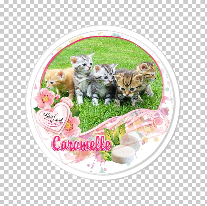 Kitten Food Catkin Zazzle Plakat Naukowy PNG, Clipart, Animals, Carnivoran, Cat, Catkin, Cat Like Mammal Free PNG Download