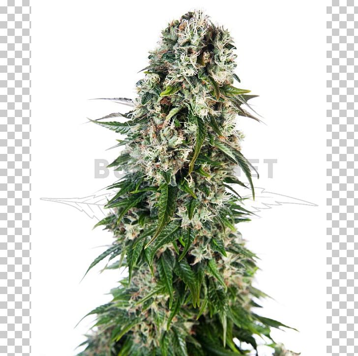 Sensi Seeds Autoflowering Cannabis Seed Bank PNG, Clipart, Animals, Autoflowering Cannabis, Ben Dronkers, Bud, Cannabis Free PNG Download