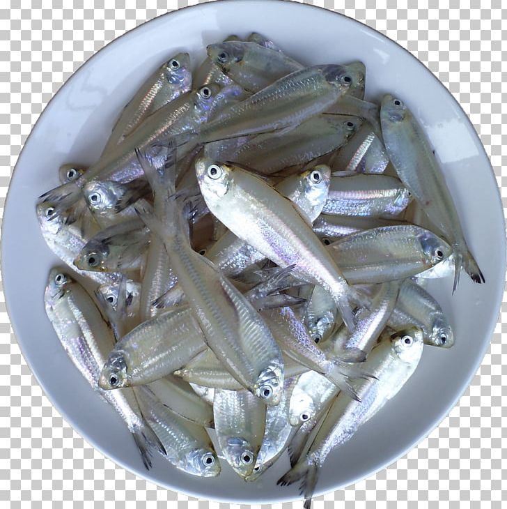 Malabar Matthi Curry Fish Anchovy Sardine Food PNG, Clipart, Anchovy, Animals, Animal Source Foods, Chicken Meat, Duck Meat Free PNG Download