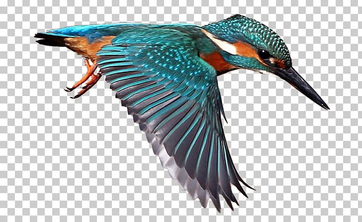 Belted Kingfisher Drawing Common Kingfisher PNG, Clipart, Azure Kingfisher, Beak, Belted Kingfisher, Bird, Clip Art Free PNG Download