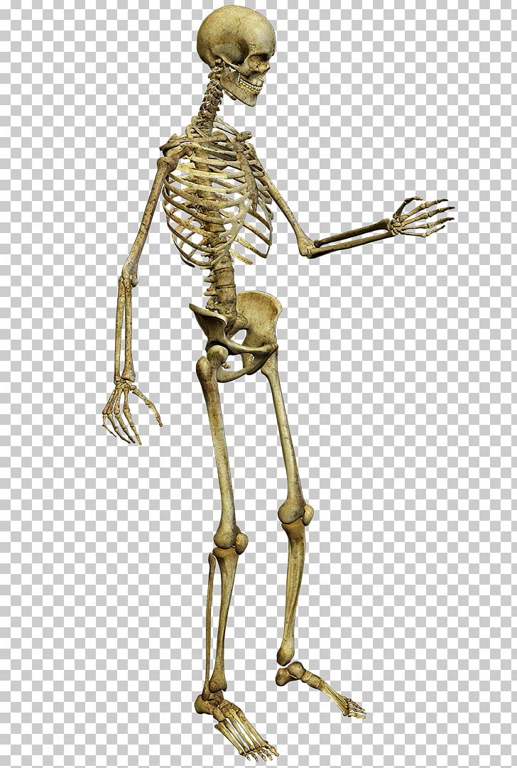 Human Skeleton Anatomy PNG, Clipart, Anatomy, Arm, Bone, Cartoon, Clip Art Free PNG Download