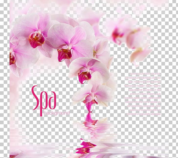 Vladivostok Fototapet Orchids Wall PNG, Clipart, Artificial Flower, Background, Blossom, Ceiling, Computer Wallpaper Free PNG Download
