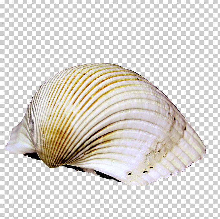 Cockle Sea Snail Icon PNG, Clipart, Beach, Cartoon Conch, Clam, Clams Oysters Mussels And Scallops, Cockle Free PNG Download