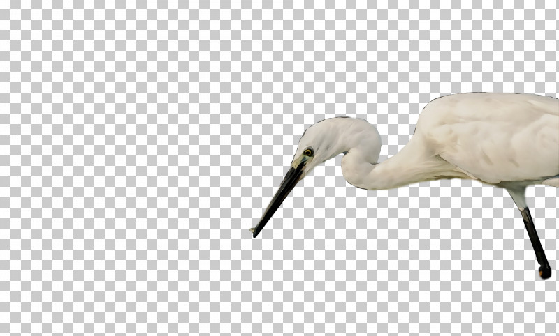 Ibis Crane Birds Stork Beak PNG, Clipart, Beak, Biology, Birds, Crane, Egret Free PNG Download