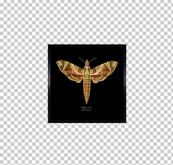 Oskemen Almaty Moth Brown Painting PNG, Clipart, Almaty, Art, Arthropod, Black, Brown Free PNG Download