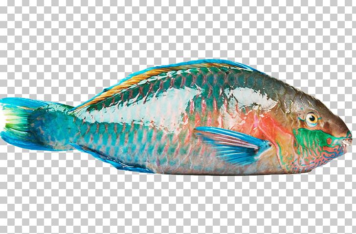 Parrotfish Flounder Japanese Amberjack Yellowtail Amberjack PNG, Clipart, Animals, Bony Fish, Cleaning Station, Coral Reef Fish, Fauna Free PNG Download