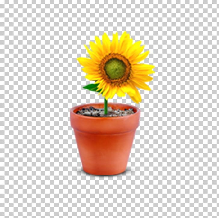 Common Sunflower Flowerpot Window PNG, Clipart, Chrysanthemum, Common Sunflower, Cup, Daisy Family, Download Free PNG Download