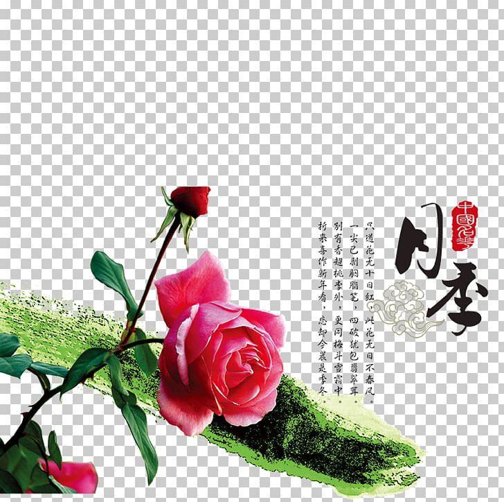 Garden Roses Rosa Chinensis Shiqiaozhen Beach Rose U4e2du56fdu5341u5927u540du82b1 PNG, Clipart, Artificial Flower, Beach Rose, Chinese, Chinese Border, Chinese Lantern Free PNG Download