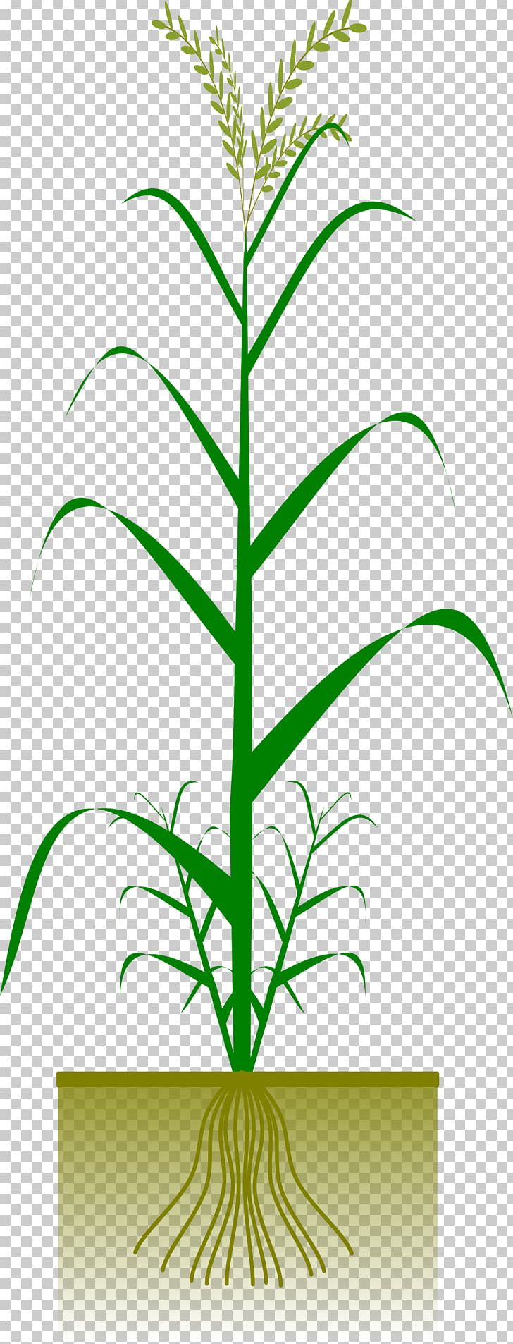 Maize Plant Crop Cereal PNG, Clipart, Cereal, Corncob, Crop, Field Corn, Flora Free PNG Download