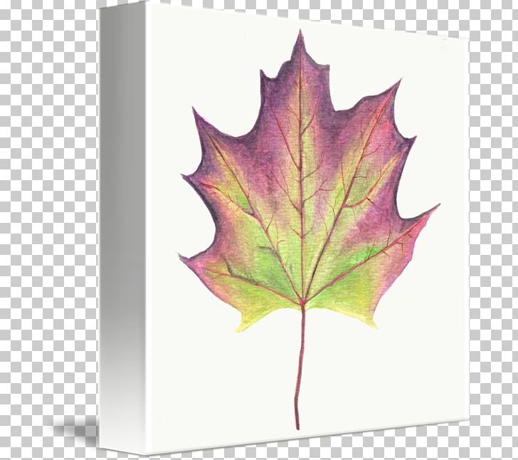 Maple Leaf Tree Plant PNG, Clipart, Leaf, Maple, Maple Leaf, Plant, Tree Free PNG Download