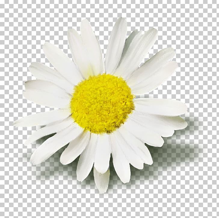 Oxeye Daisy Maykopskiy Sadovyy Tsentr " Gavrish " Perennial Plant Information Roman Chamomile PNG, Clipart, Aluminium, Aster, Chrysanthemum, Chrysanths, Daisy Free PNG Download