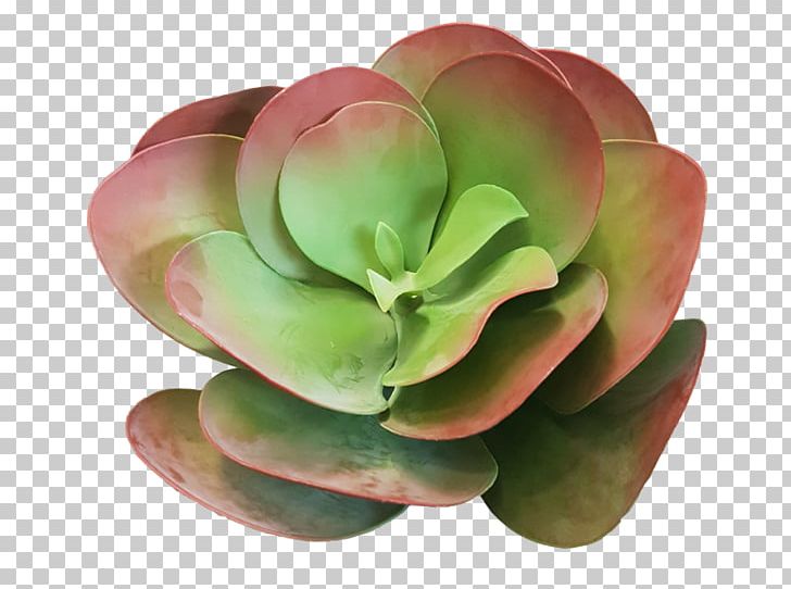 Succulent Plant Geraniums Flowerpot PNG, Clipart, Artificial Flower, Flower, Flower Bouquet, Flowerpot, Food Drinks Free PNG Download