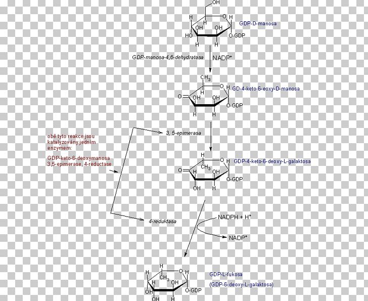 Line Angle Glucose 6-phosphate PNG, Clipart, Angle, Area, Art, De Novo Synthesis, Diagram Free PNG Download