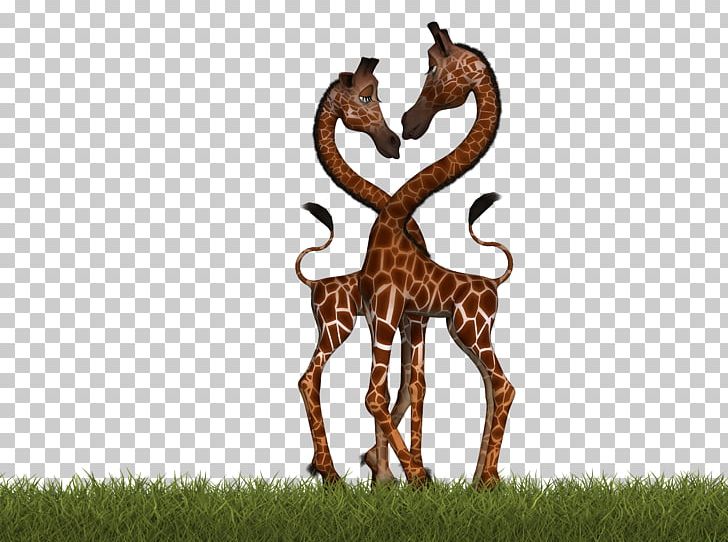 Okapi Northern Giraffe Deer Reticulated Giraffe Mammal PNG, Clipart, Animal, Animals, Antelope, Deer, Drawing Free PNG Download