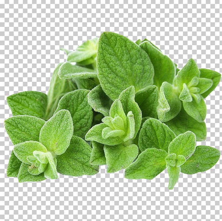 Organic Food Oregano Essential Oil Herb PNG, Clipart, Calendula Officinalis, Carvacrol, Citroenolie, Essential Oil, Extract Free PNG Download