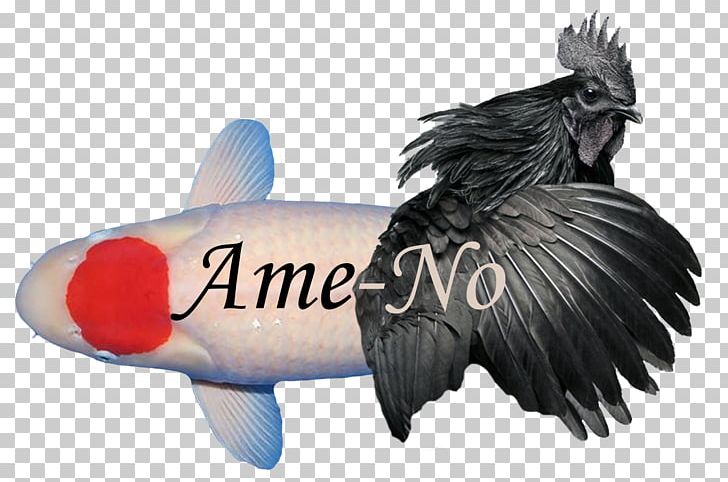 Taisho Sanshoku Kōhaku Ayam Cemani Fish HTML5 Video PNG, Clipart, Ayam Cemani, Beak, Chicken, Fauna, Feather Free PNG Download