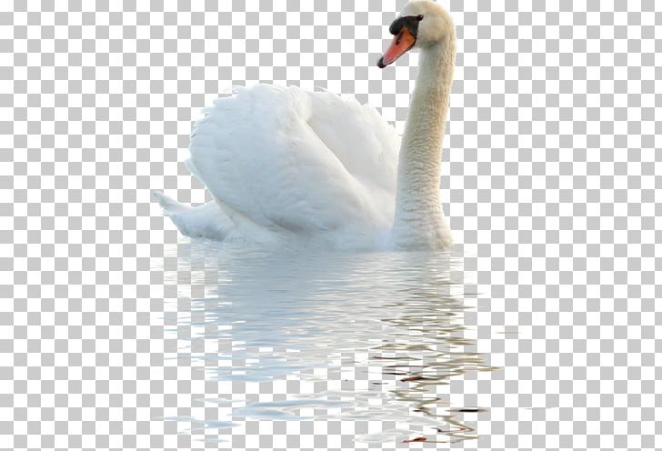 Bird Goose Mute Swan PNG, Clipart, Animals, Beak, Bird, Cygnini, Desktop Wallpaper Free PNG Download