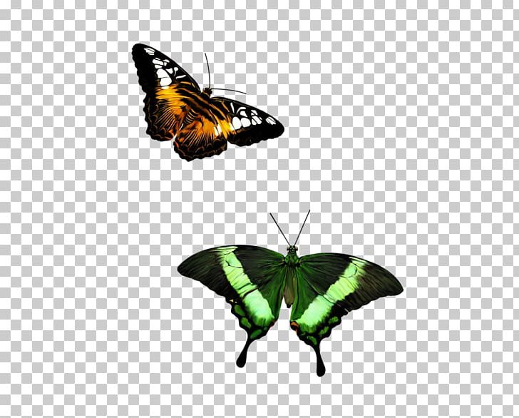 Brush-footed Butterflies Butterfly Moth PNG, Clipart, 200 Edc, Arthropod, Brush Footed Butterfly, Butterfly, Daum Free PNG Download