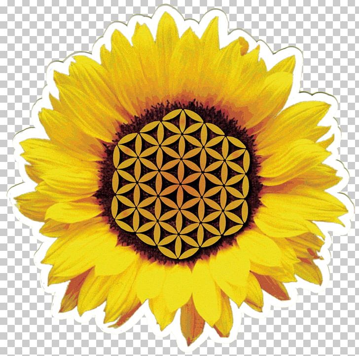 Common Sunflower Desktop Sunflower Seed Display Resolution PNG, Clipart, Common Sunflower, Cut Flowers, Daisy Family, Desktop Wallpaper, Display Resolution Free PNG Download