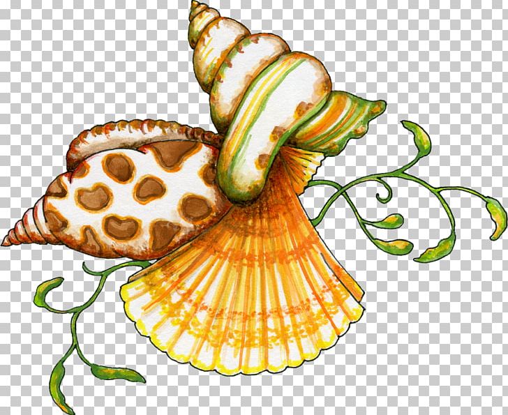 Seashell Free Content PNG, Clipart, Beach, Drawing, Food, Free Content, Fruit Free PNG Download