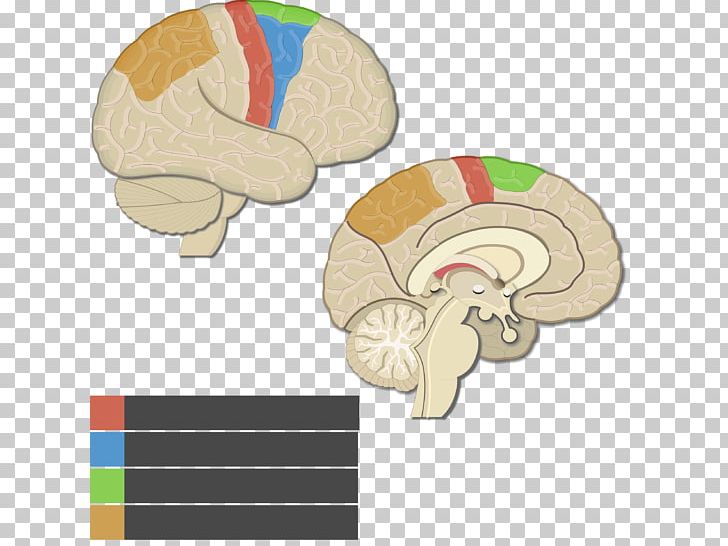 Lobes Of The Brain Cerebral Cortex Parietal Lobe Motor Cortex Posterior Parietal Cortex PNG, Clipart, Brain, Cerebral Cortex, Frontal Lobe, Gyrus, Lobes Of The Brain Free PNG Download
