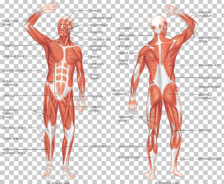 Muscular System Human Body Muscle Human Skeleton Anatomy PNG, Clipart, Abdomen, Arm, Art, Back, Bodybuilder Free PNG Download