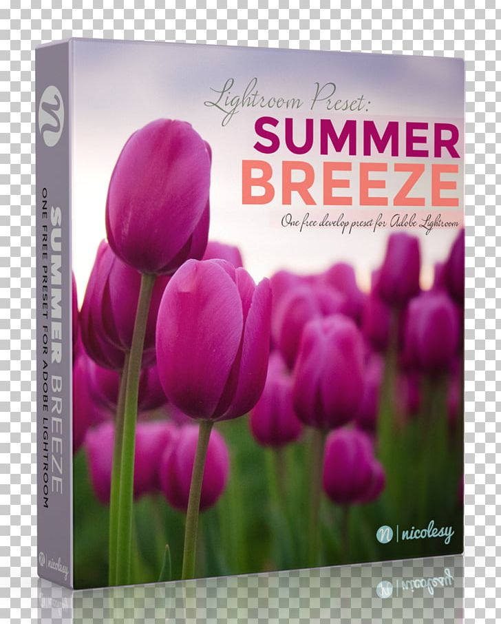 Adobe Lightroom Tulip Printing Summer Breeze Business PNG, Clipart, Adobe Lightroom, Advertising, Americas, Business, Flower Free PNG Download