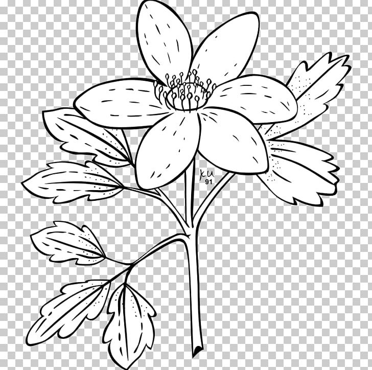 Anemone Nemorosa Anemone Canadensis Plant Flower PNG, Clipart, Anemone Piperi, Area, Artwork, Black And White, Botany Free PNG Download